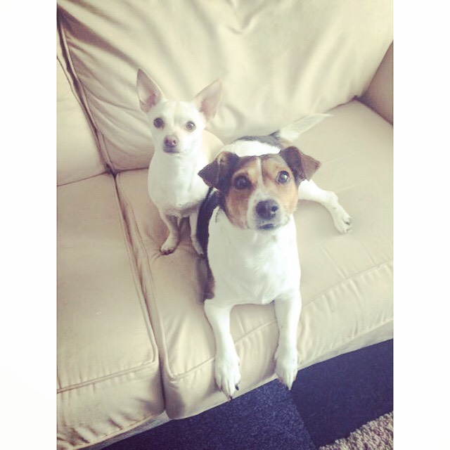 bonnie-honey-dogs