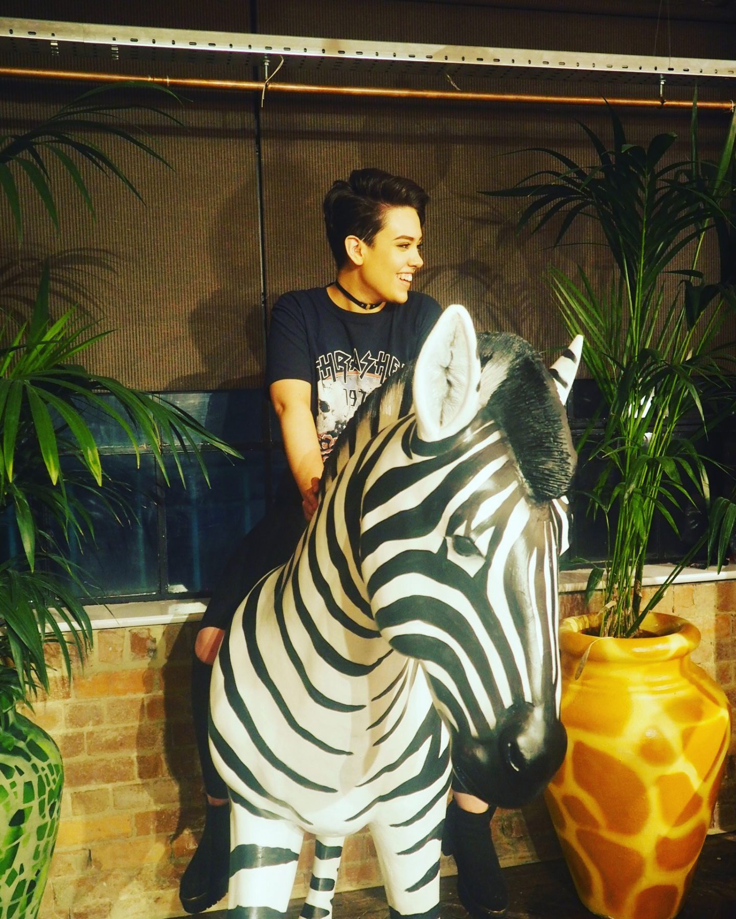 zebra-wild-about-leeds