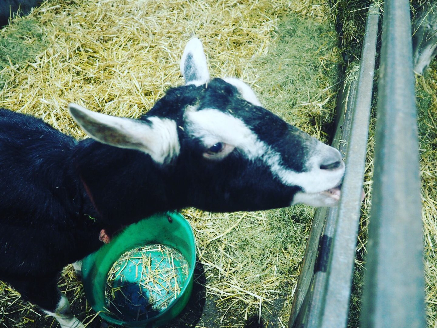 Chatsworth-Farm-Animals