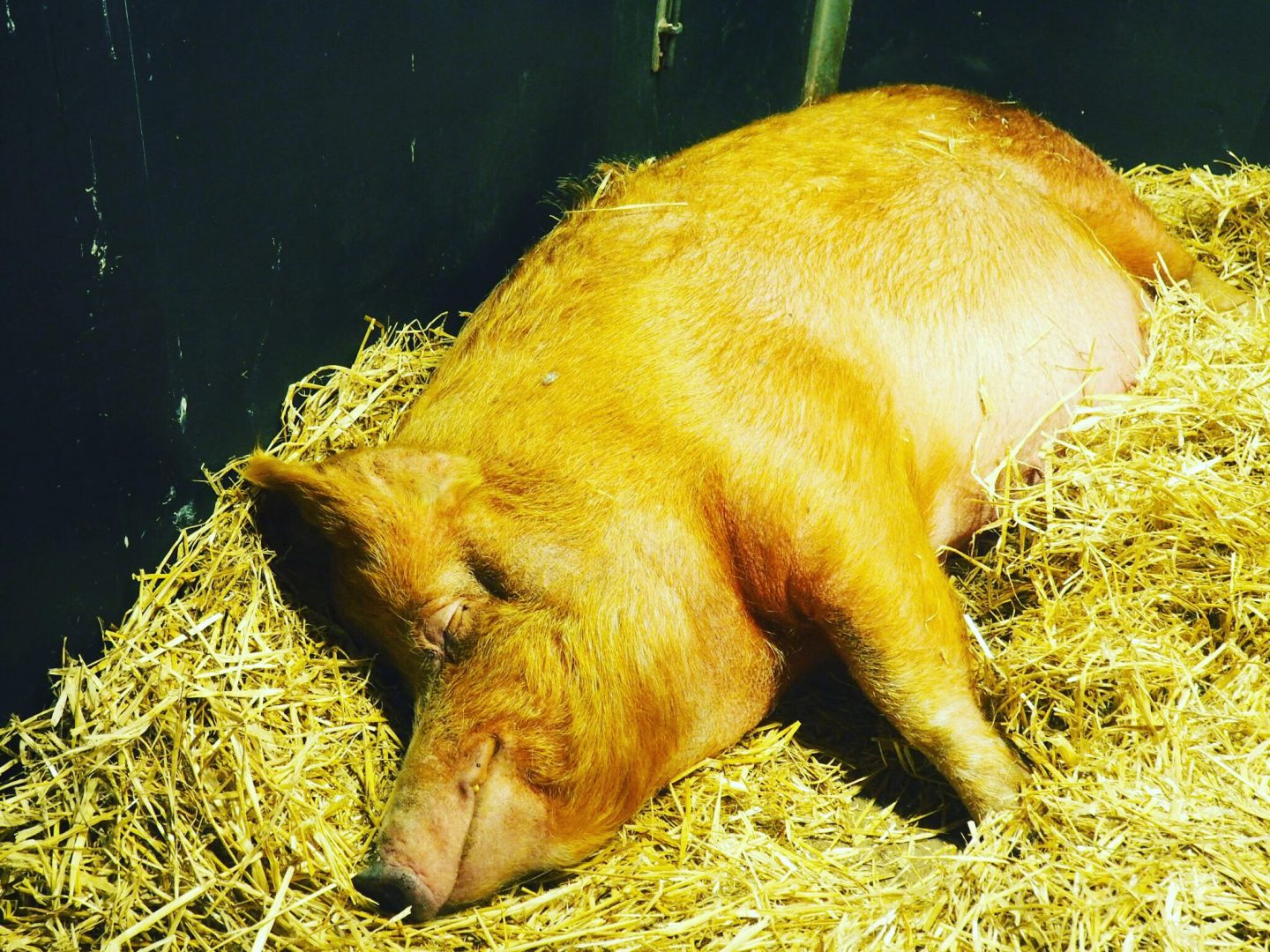 Chatsworth-Farm-Pig