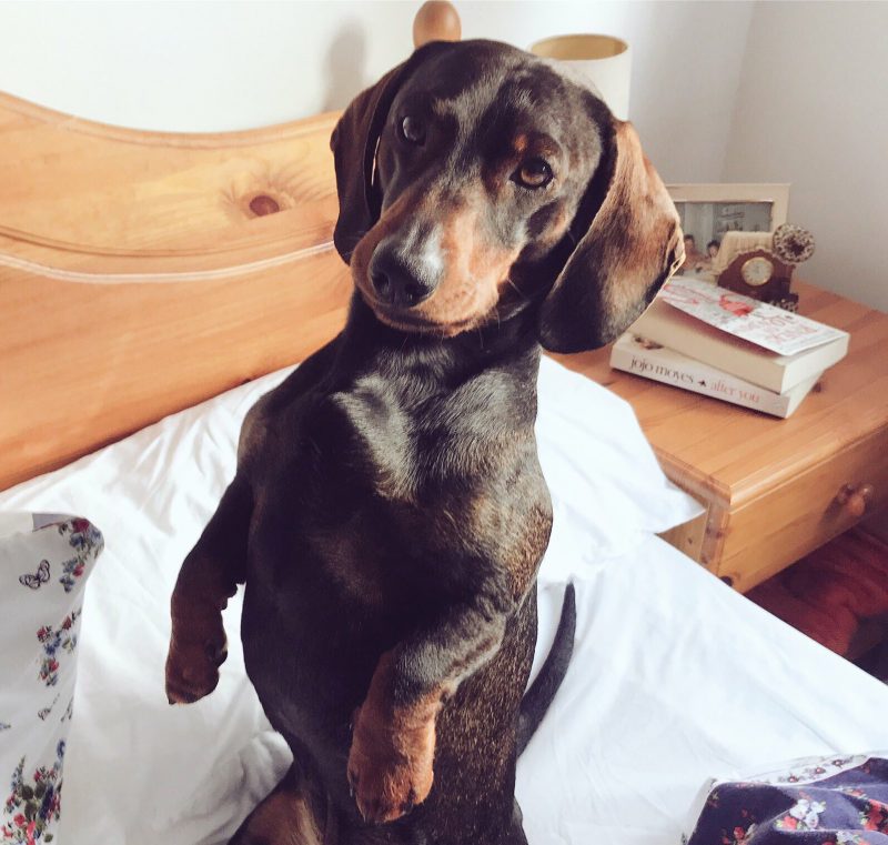 Charlie-Sausage-Dog