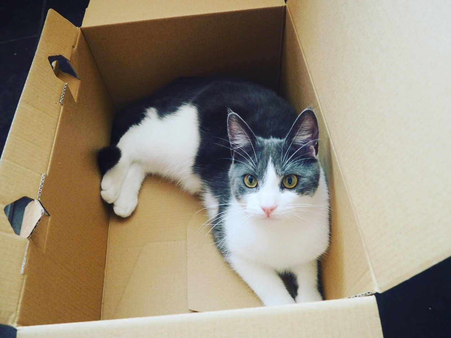 Jack-Cat-Riverford-Box