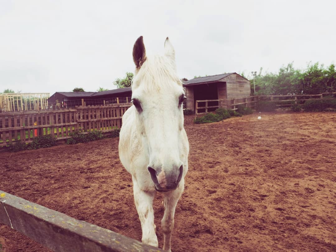 Horse at Cheeky Chicken Cottage in Huby