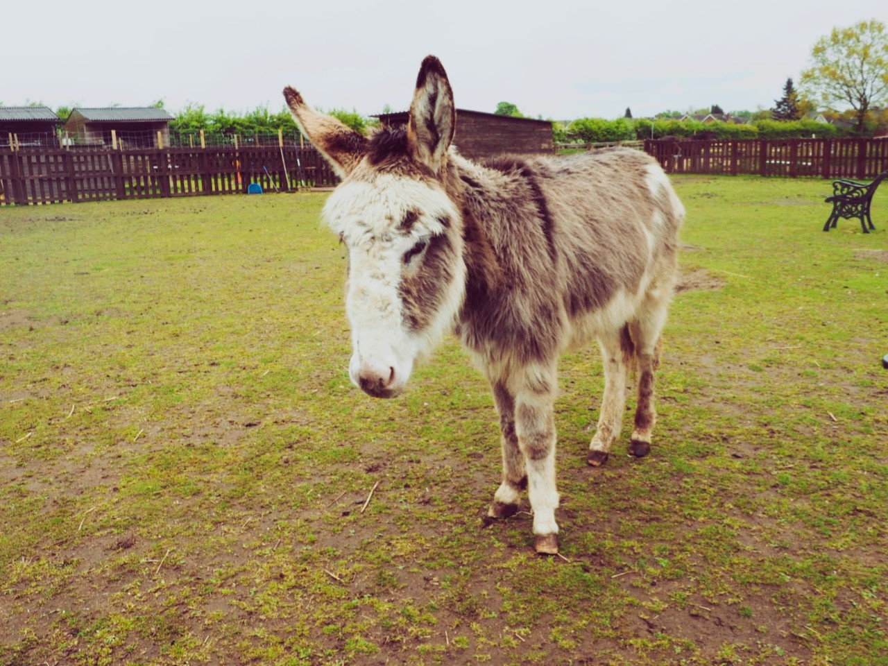 Donkey in a field