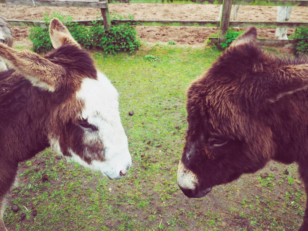 Donkeys