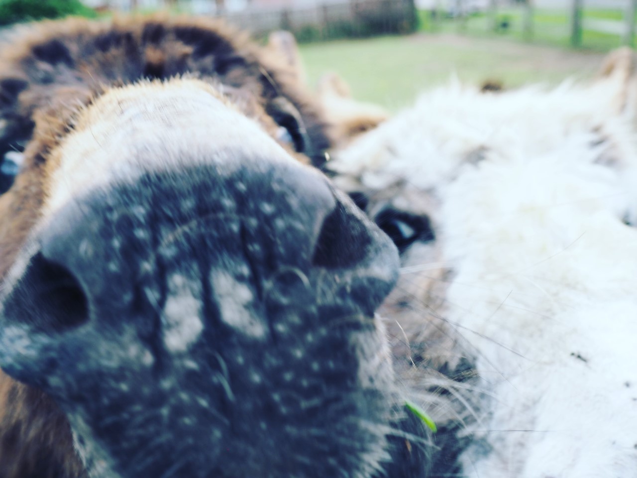 Close-up of the donkeys