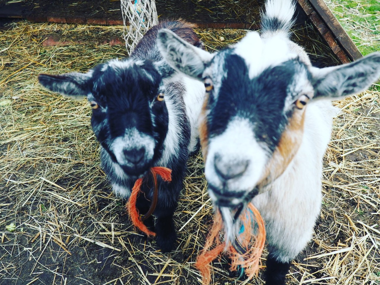 The goats at Cheeky Chicken Cottage