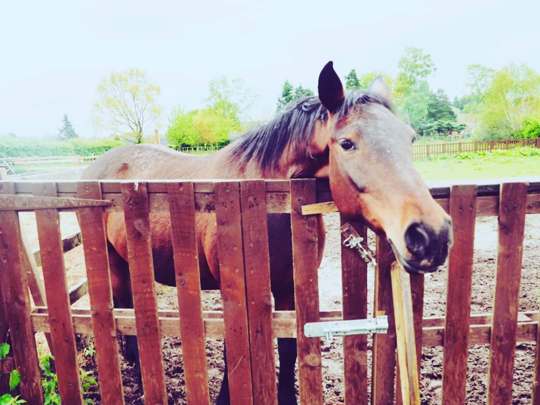 Horse in a field