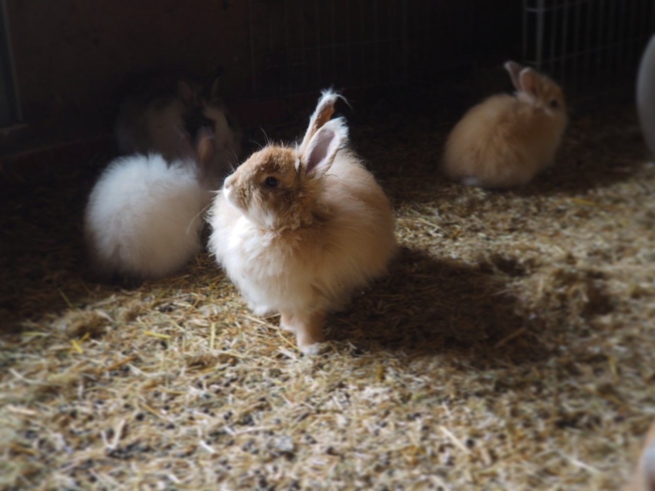 Bunnies