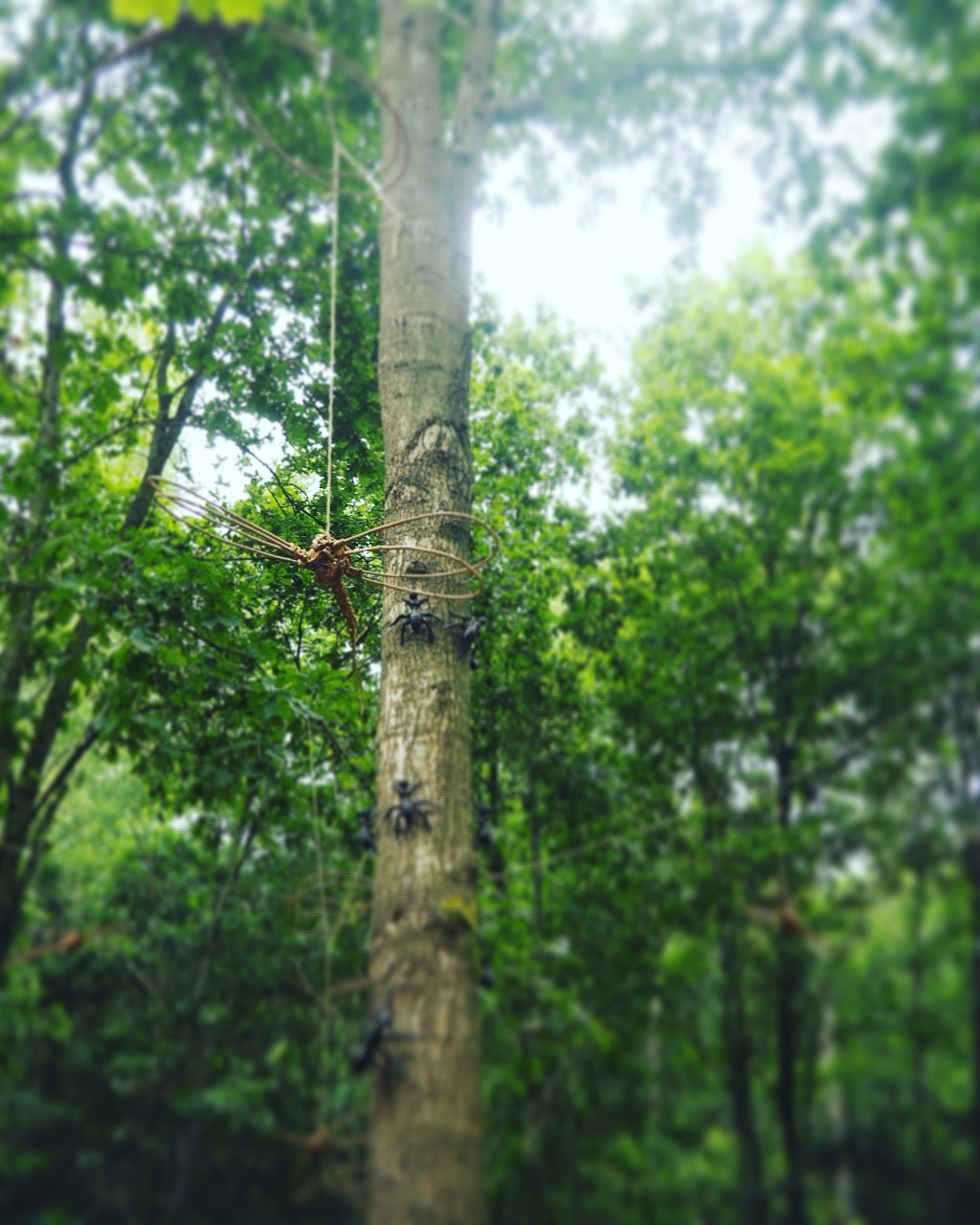 Northwood-Trail-Dragonfly