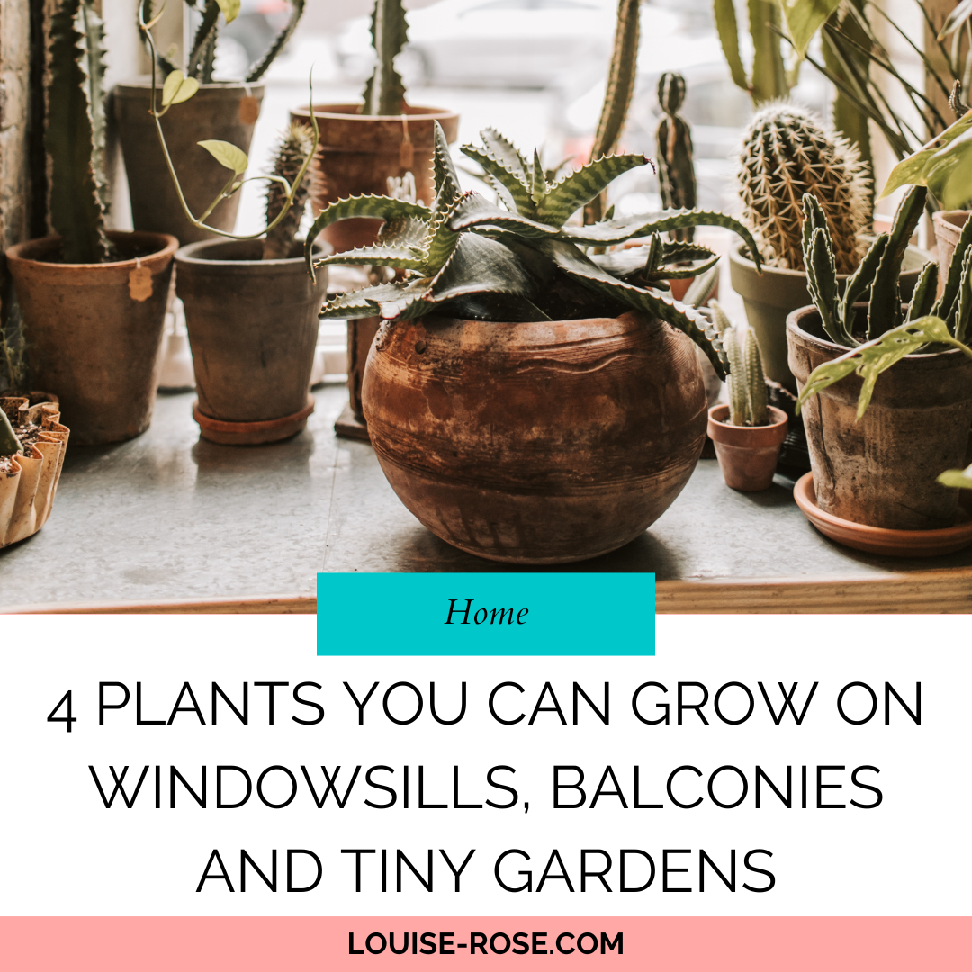 4 Plants You Can Grow on Windowsills, Balconies and Tiny Gardens
